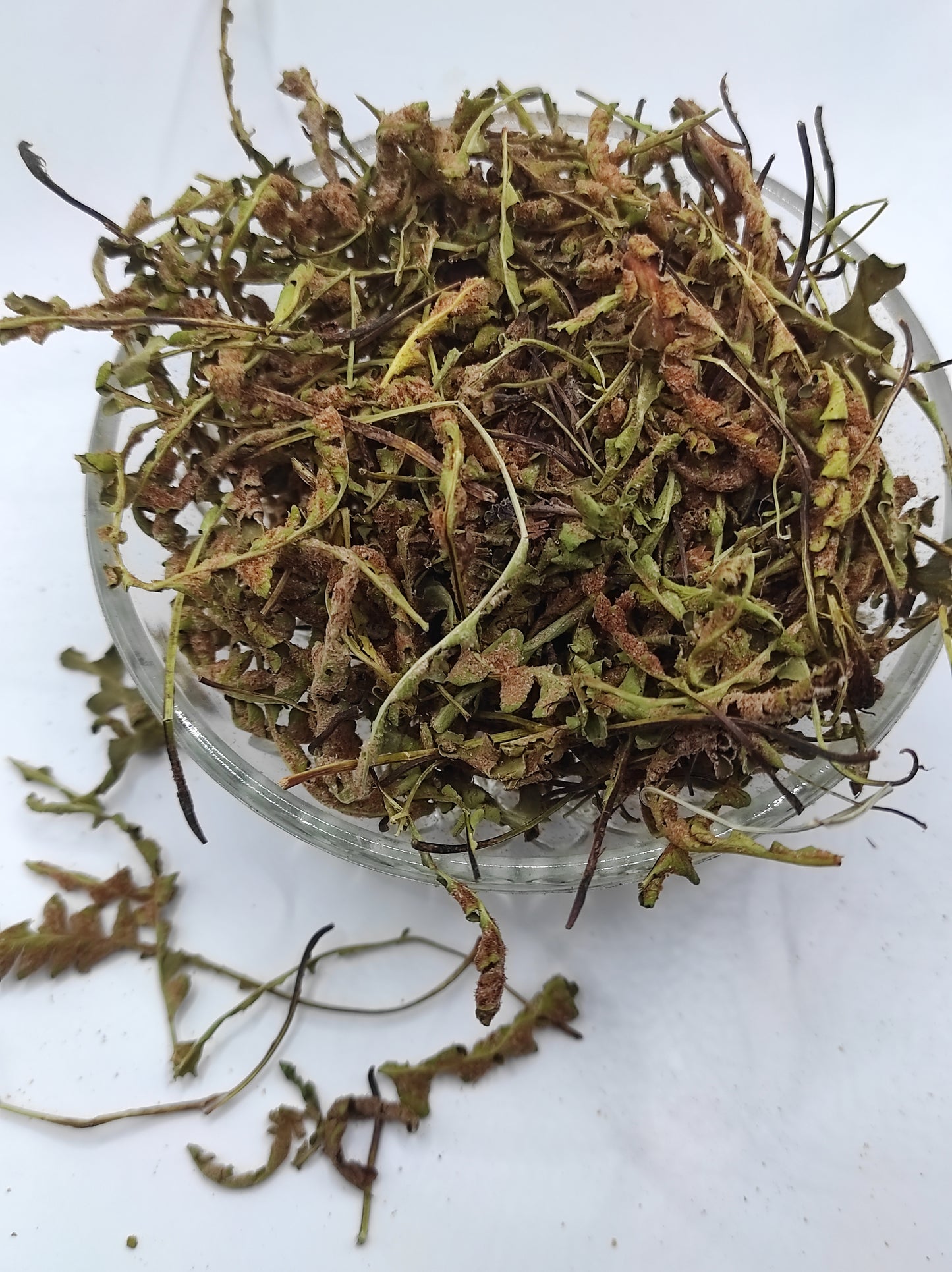 Rustyback Fern .Stone Fern. Organic Dried Herb