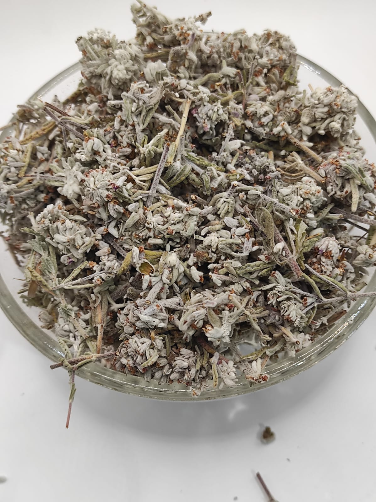 Mountain Germander Teucrium montanum Organic dried tea herb