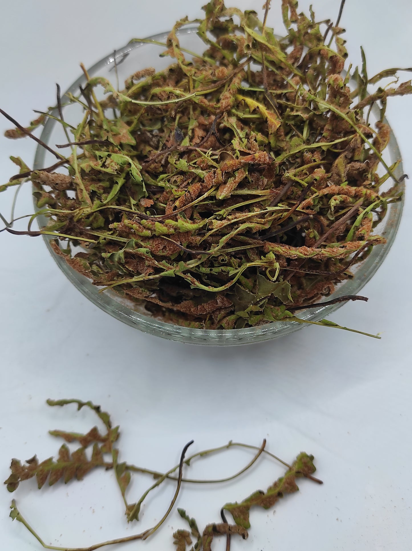 Rustyback Fern .Stone Fern. Organic Dried Herb