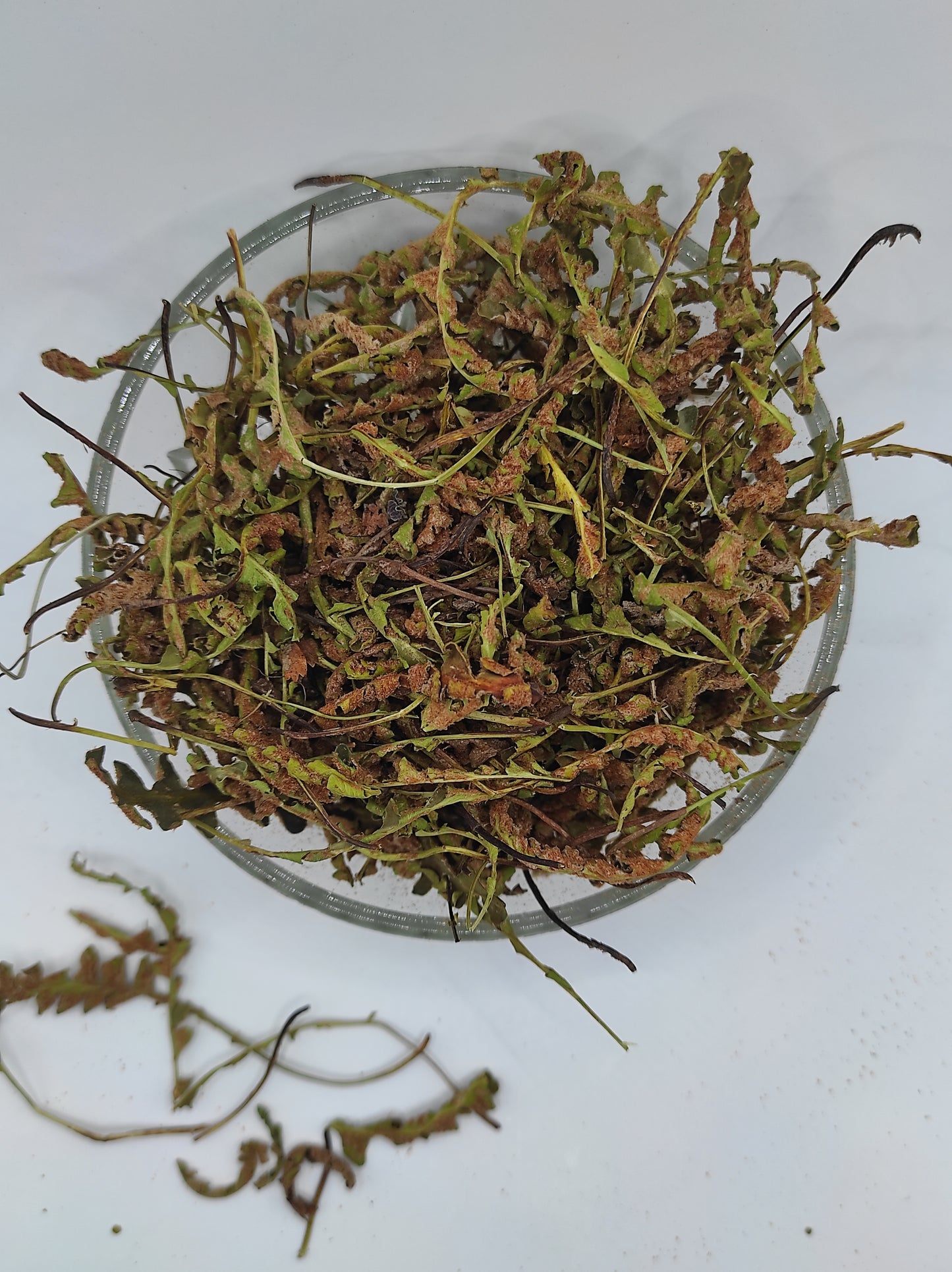 Rustyback Fern .Stone Fern. Organic Dried Herb
