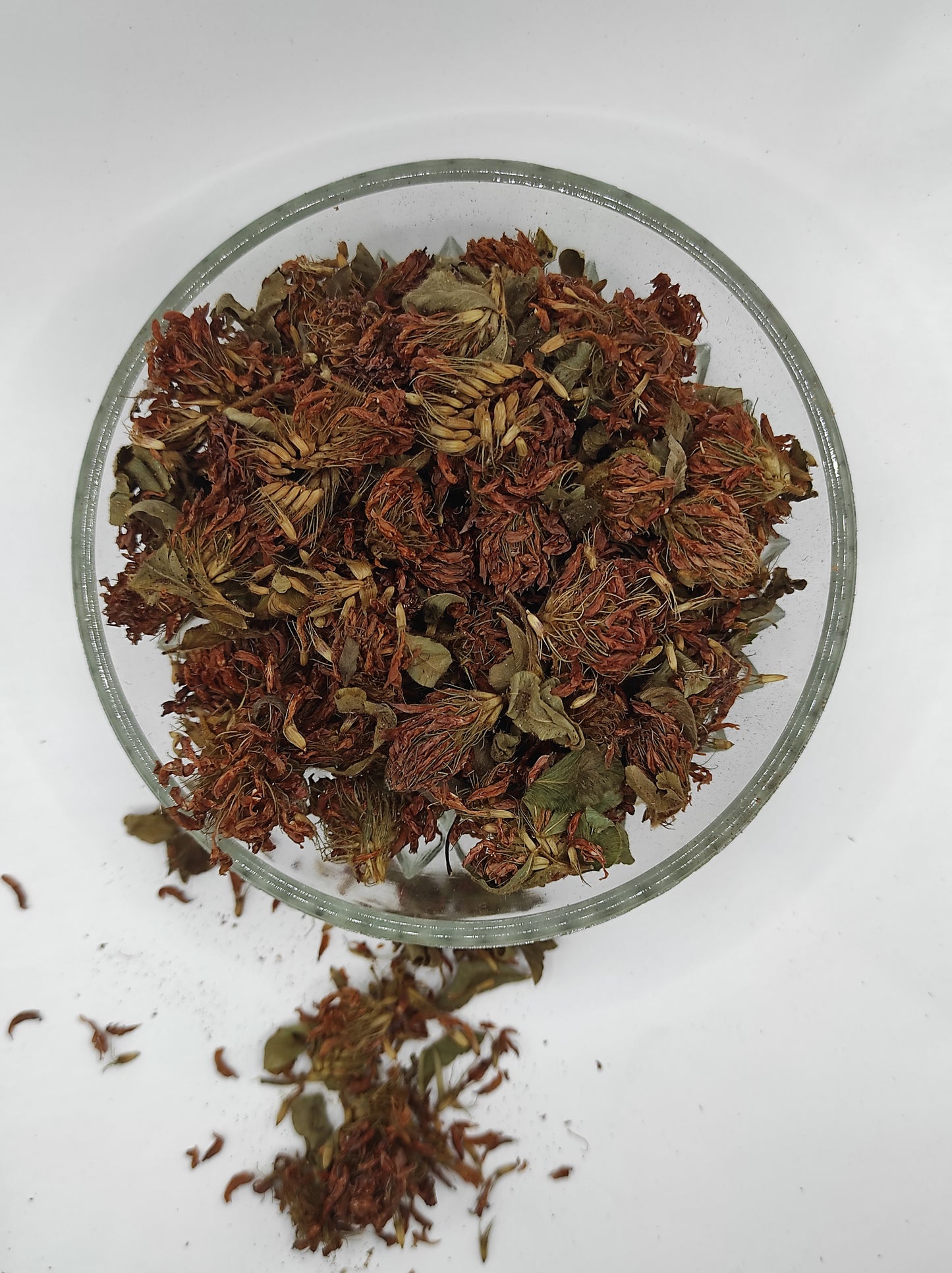 Organic Dried Red Clover Flowers Trifolium pratense Herbal Tea
