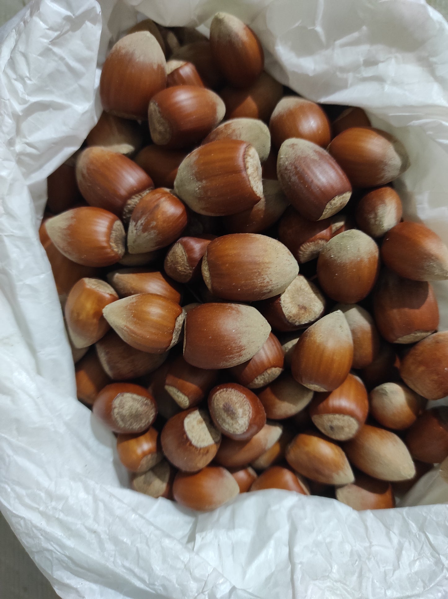 Hazelnut wild harvest