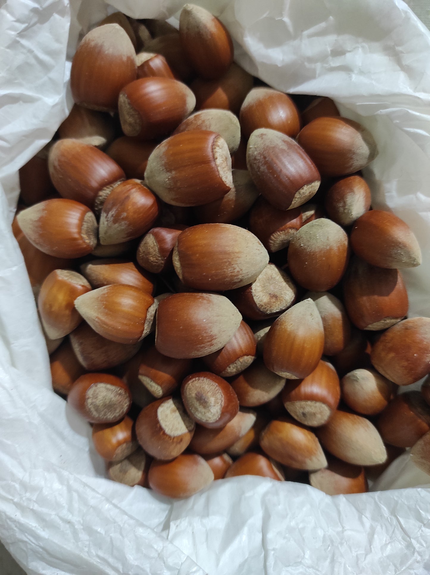 Hazelnut wild harvest