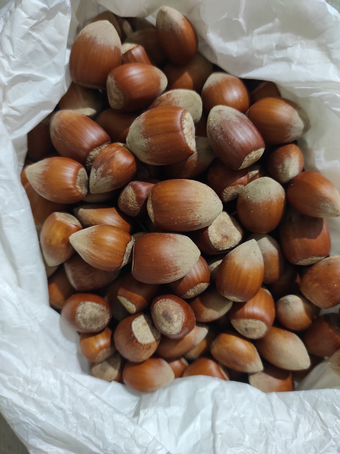 Hazelnut wild harvest