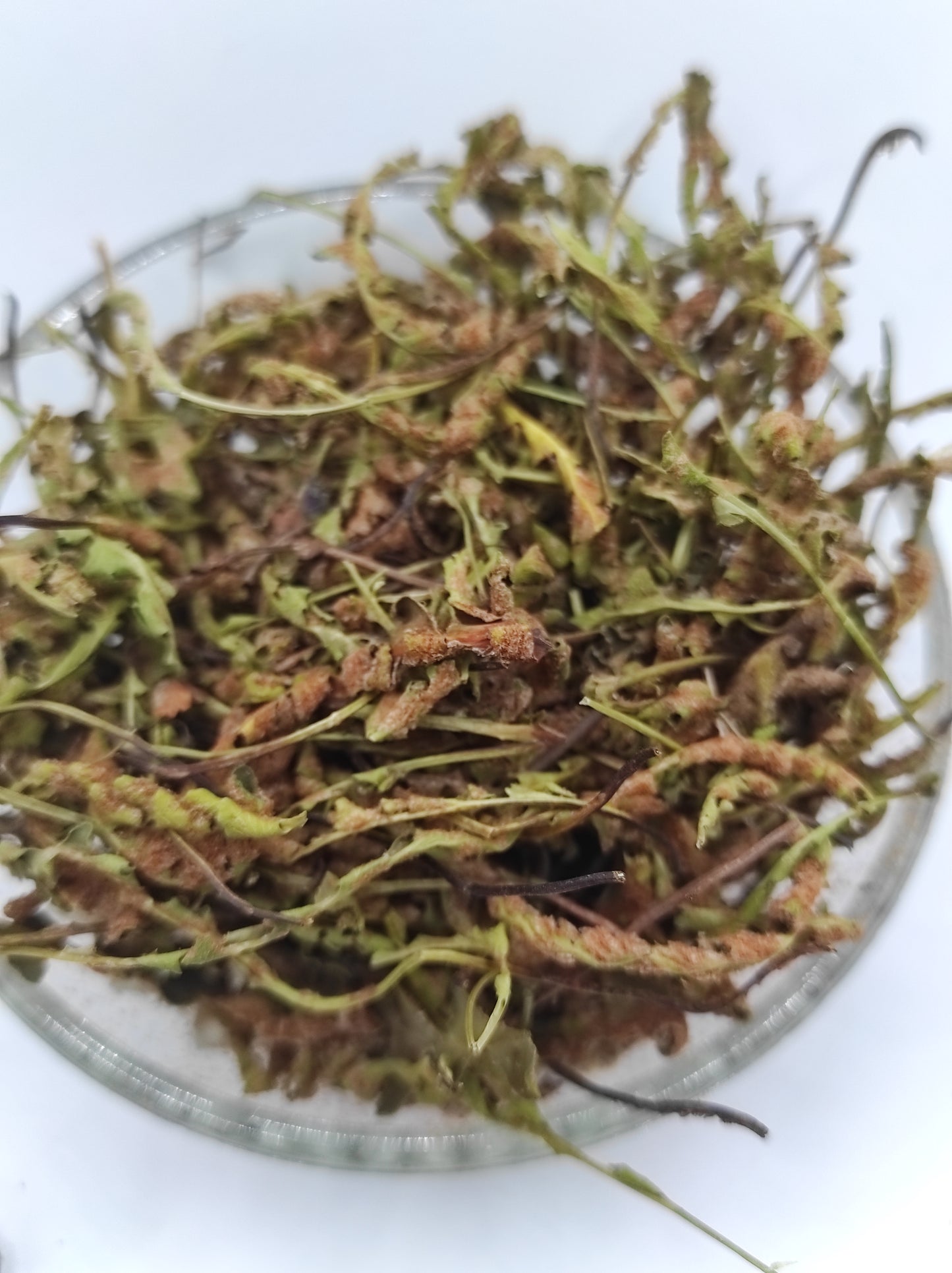 Rustyback Fern .Stone Fern. Organic Dried Herb